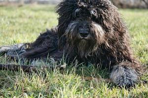 negro Doodle dorado acostado en el césped con palo. fiel compañero, terapia perro foto