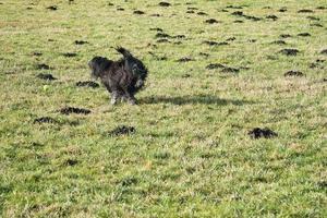 Black Goldendoddle running in a meadow while playing. Fluffy long black coat. photo