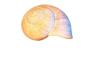 Snail shell cut out. Detailed shell of a snail. For further processing for composing. photo