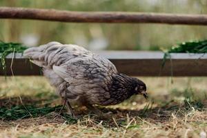 A gray hen pecking at fresh organic feed from a farm feeder while standing on green grass in the nature photo