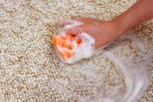 Female hand cleans the carpet with a sponge and detergent. photo