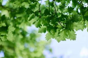 The green leaves of the oak tree close-up against the sky in the sunlight in the forest photo