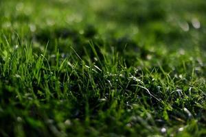 View of young green grass in a park, taken close-up with a beautiful blurring of the background. Screensaver photo