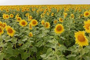 Sunflower blooming nature Agricultural field harvest season photo