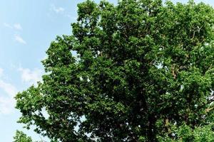 Spring green leaves on a tree against a blue sky, photo