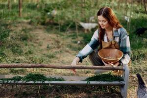 mujer granjero sonrisas y vierte comida para el aves a el pájaro alimentador a el pollo granja foto