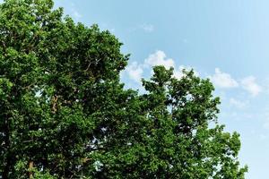 primavera verde hojas en un árbol en contra un azul cielo, foto