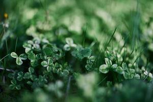 Young green leaves jib close-up, fresh lawn grass in summer on the ground in sunlight for a screen saver, mock up photo