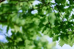 The spring nature of the big tree in the oak forest, young green leaves on the branches photo