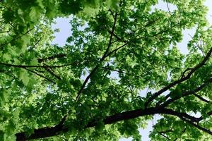 Spring blooms of nature, green young leaves of a tree against a blue sunny sky photo