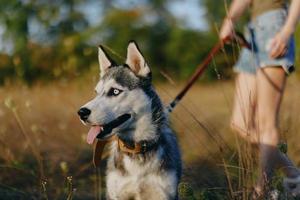 Portrait of a husky dog in nature in the autumn grass with his tongue sticking out from fatigue into the sunset happiness dog photo