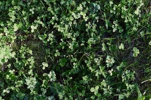 Close-up view of summer green lawn grass, microclover in sunlight photo