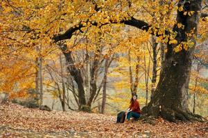 woman near a tree in the forest in autumn fallen leaves landscape model sweater photo