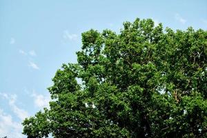 Spring green leaves on a tree against a blue sky, photo