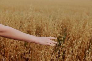 female hand wheat fields agriculture harvesting Fresh air unaltered photo