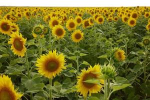 Sunflower in the abundance field a beautiful landscape plantation unaltered photo