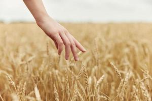 Woman hands spikelets of wheat harvesting organic endless field photo