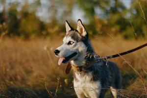 A dog of the Husky breed walks in nature on a leash in the park, sticking out his tongue from the heat and looking into the profile of the autumn landscape photo