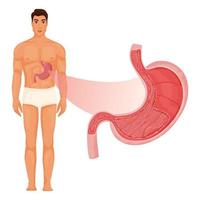 Stomach inside with human body vector