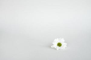 White chrysanthemum chamomile flower lies on a white background, space for text, empty space photo