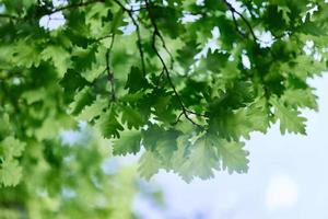 el verde hojas de el roble árbol de cerca en contra el cielo en el luz de sol en el bosque foto