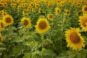 Sunflower natural background in the summer sunshine color image photo