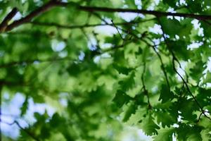 el primavera naturaleza de el grande árbol en el roble bosque, joven verde hojas en el ramas foto