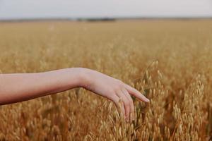 female hand outdoors countryside wheat crop Fresh air photo