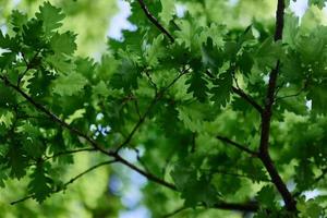 el verde hojas de el roble árbol en el ramas resplandor en contra el azul cielo, el luz de sol. planeta ecología flora foto