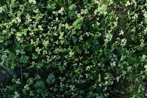 Close-up view of summer green lawn grass, microclover in sunlight photo