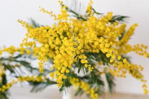 Fresh spring mimosa close up photo