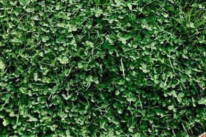 Young summer clover grass and microclover close-up, greening the environment, summer sunlight on the leaves photo