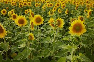 girasol floreciente naturaleza en el verano Brillo Solar No personas inalterado foto