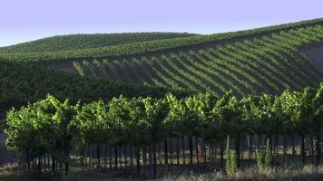 Lignes et Lignes de vignes en haut et vers le bas le collines. video