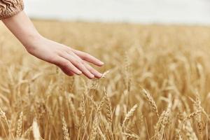 female hand countryside industry cultivation harvest photo