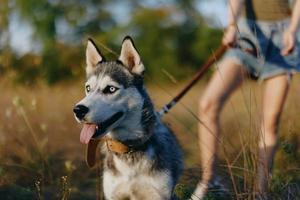 Portrait of a husky dog in nature in the autumn grass with his tongue sticking out from fatigue into the sunset happiness dog photo