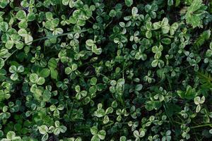 Clover grass leaves are green and freshly shot close-up of the lawn. The concept of caring for the environment and the planet photo