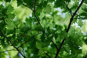 el verde hojas de el roble árbol en el ramas resplandor en contra el azul cielo, el luz de sol. planeta ecología flora foto