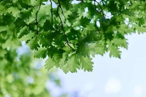 The green leaves of the oak tree close-up against the sky in the sunlight in the forest photo