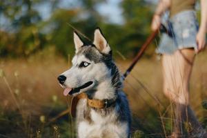 Portrait of a husky dog in nature in the autumn grass with his tongue sticking out from fatigue into the sunset happiness dog photo