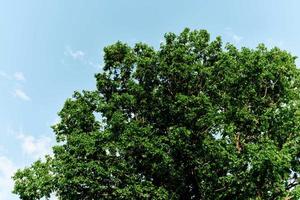 Spring green leaves on a tree against a blue sky, photo