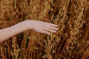 human hand wheat fields agriculture harvesting farm photo