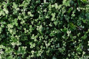 Close-up view of summer green lawn grass, microclover in sunlight photo