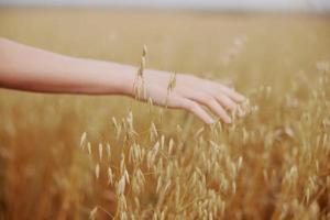 human hand wheat crop agriculture industry fields plant unaltered photo