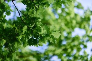 Fresh green leaves of the oak tree against a sunny cloudless sky photo