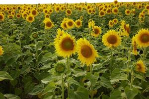 girasol en el abundancia campo un hermosa paisaje plantación inalterado foto