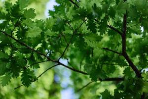 el verde hojas de el roble árbol en el ramas resplandor en contra el azul cielo, el luz de sol. planeta ecología flora foto