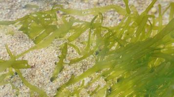 green seaweed grows fresh near the rocks photo