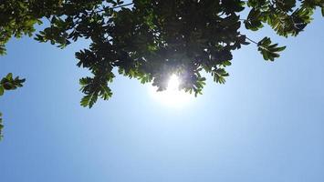 clear sky and no clouds during the day, photo from under a shady tree.