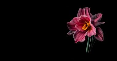 Dark daffodil flower in black background photo